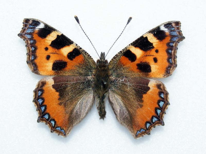 Aglais urticae  (aberrant with extra blue) (Internet Image property of respective owner, non-commercial use only)
